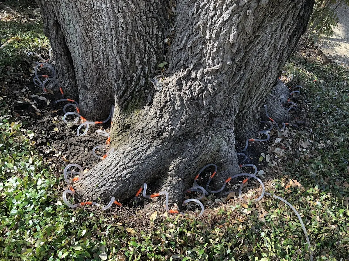Detailed Tree Cabling and Bracing job site in Valmora