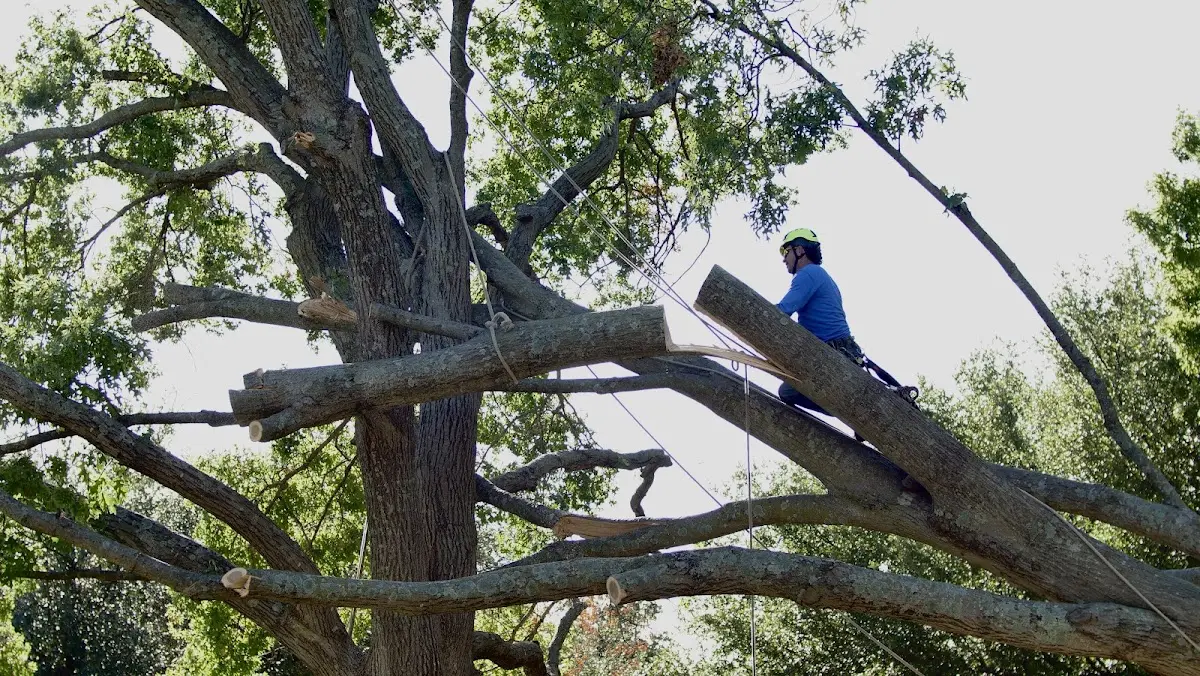 Professional Crown Thinning performed by certified arborists in Valmora